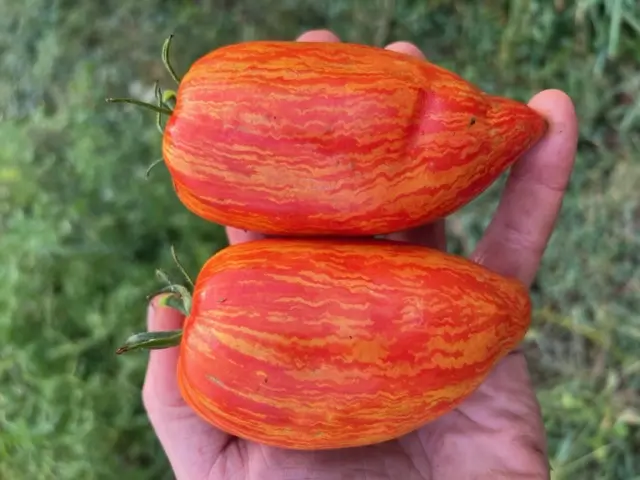 Tomato, Speckled Roman Paste (Lycopersicon esculentum), packet of 20 seeds, organic