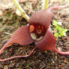 Ginger, Wild (Asarum caudatum) potted plant, organic - Image 3