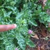 Thistle, Milk (Silybum marianum) seeds, organic [WA no] - Image 8