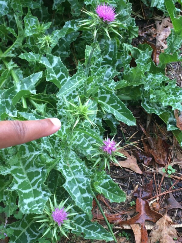 Thistle, Milk (Silybum marianum) seeds, organic [WA no] - Image 9