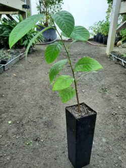 Cherimoya Potted Plant