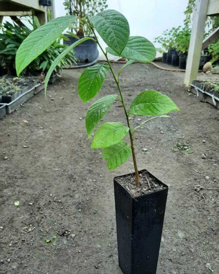 Cherimoya Potted Plant