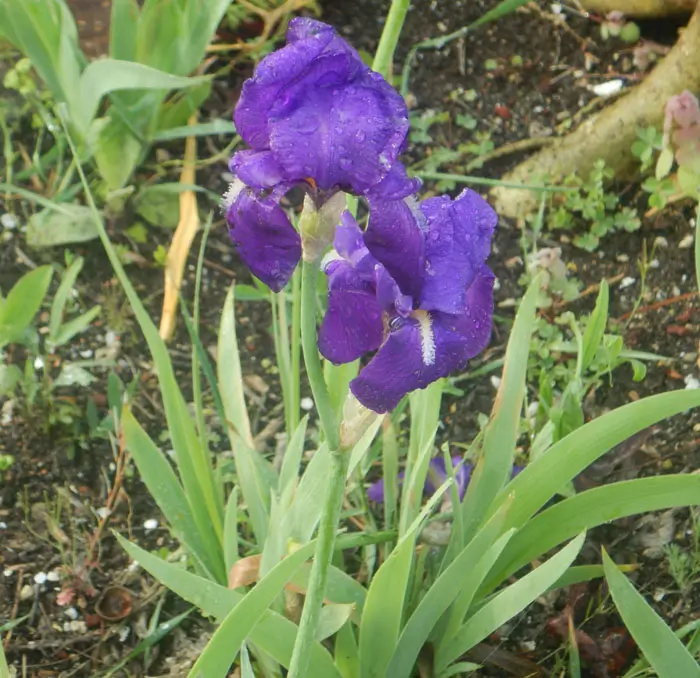 Iris, Illyrian (Iris illyrica), potted plant, Organic