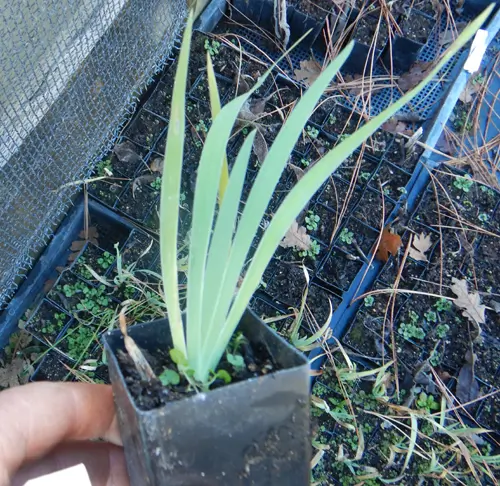 Iris, Illyrian (Iris illyrica), potted plant, Organic - Image 3