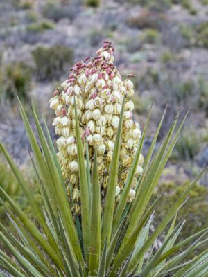 Torrey's Yucca (Yucca torreyi) flowering plant