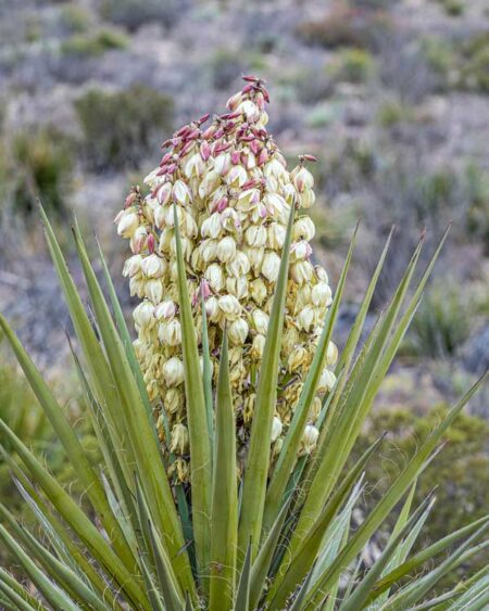 Torrey's Yucca (Yucca torreyi) flowering plant