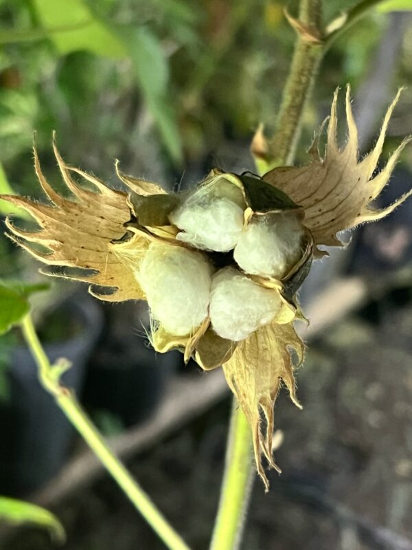 Cotton, Tree (Gossypium arboreum), packet of 5 seeds, Organic - Image 3