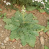 Sage, Pannonian (Salvia austriaca) potted plant, organic - Image 6
