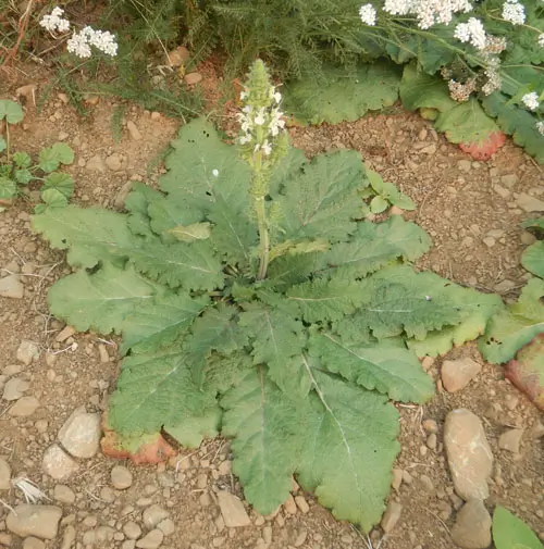 Sage, Pannonian (Salvia austriaca) potted plant, organic - Image 6