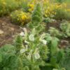Sage, Pannonian (Salvia austriaca) potted plant, organic - Image 3