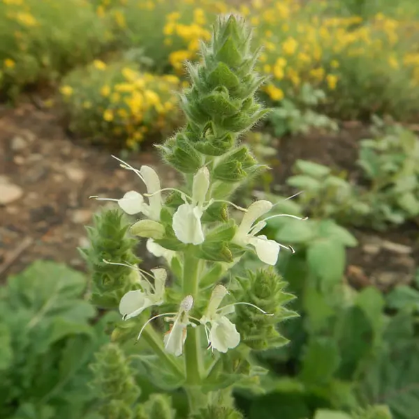 Sage, Pannonian (Salvia austriaca) potted plant, organic - Image 3
