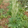 Sage, Pannonian (Salvia austriaca) potted plant, organic - Image 2