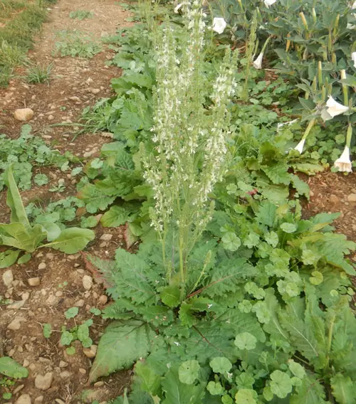 Sage, Pannonian (Salvia austriaca) potted plant, organic - Image 2