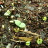 Sage, Pannonian (Salvia austriaca) seeds, organic - Image 2