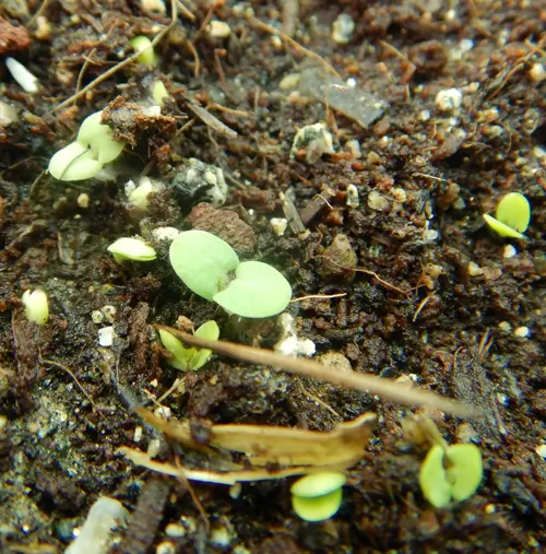 Sage, Pannonian (Salvia austriaca) seeds, organic - Image 2