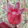 Hibiscus (Roselle) (Hibiscus sabdariffa) seeds, organic - Image 5