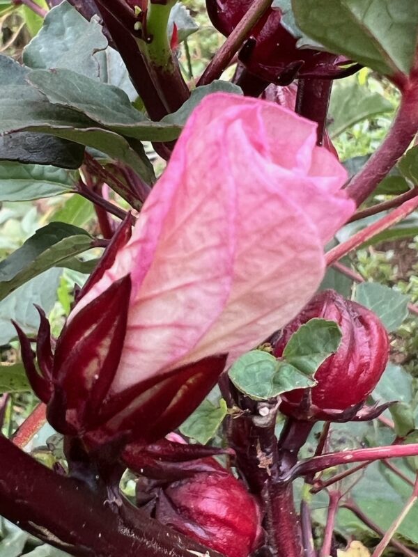 Hibiscus (Roselle) (Hibiscus sabdariffa) seeds, organic - Image 8