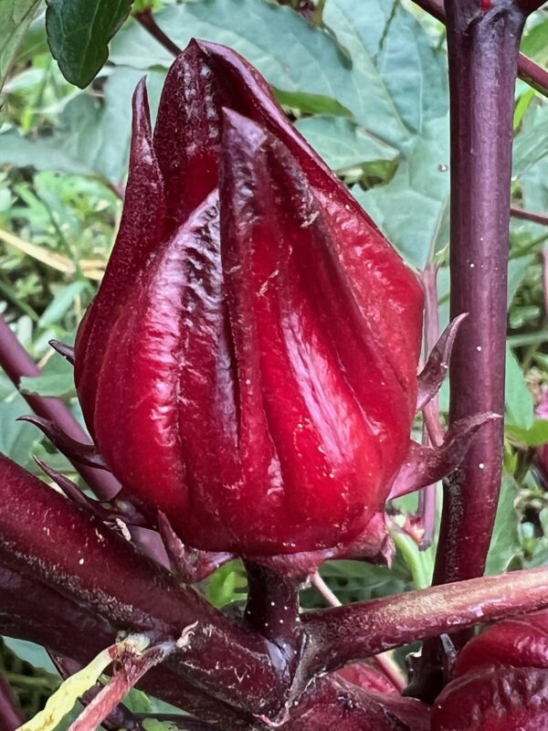 Hibiscus (Roselle) (Hibiscus sabdariffa) seeds, organic - Image 7