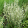 Sage, Pannonian (Salvia austriaca) potted plant, organic