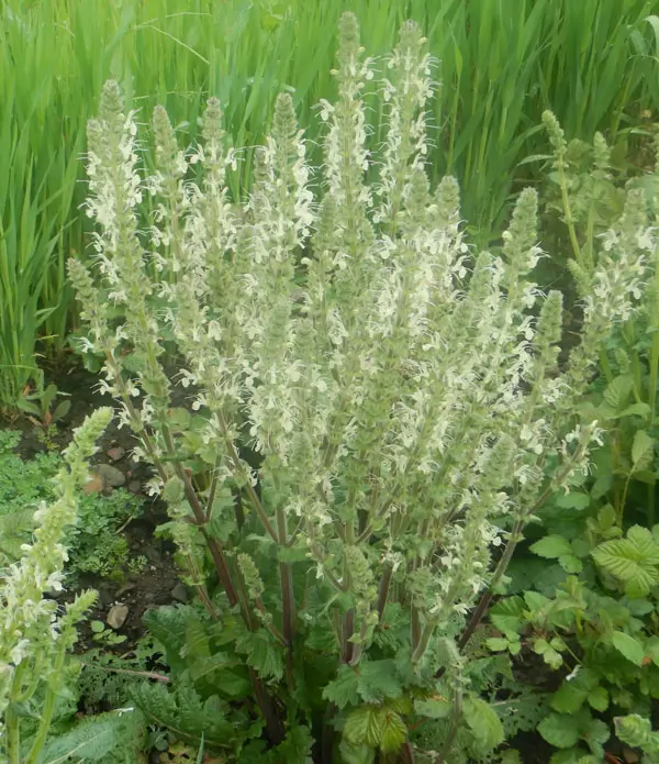 Sage, Pannonian (Salvia austriaca) potted plant, organic