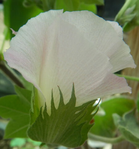 Cotton, Tree (Gossypium arboreum), packet of 5 seeds, Organic