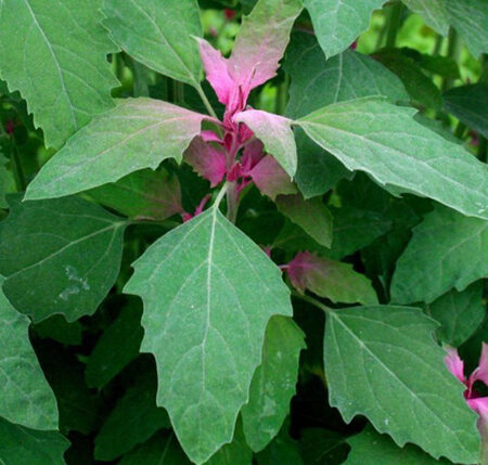 Spinach, Tree (Chenopodium giganteum), packet of 100 seeds, Organic