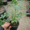 Tomato, Cherry, Goddess of the Moon (Lycopersicon esculentum), packet of 30 seeds, organic - Image 2