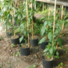 Pepper, Aji Amarillo (Capsicum baccatum), potted plant, organic - Image 5