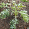 Fang-feng (Saposhnikovia divaricata), potted plant, organic - Image 4