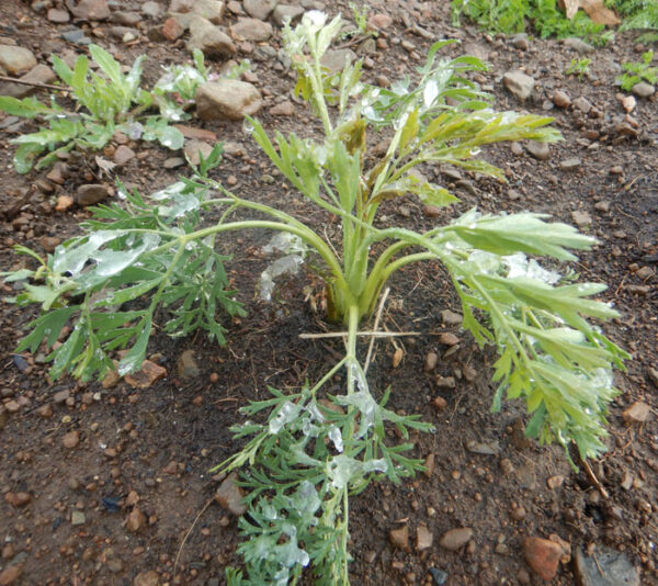 Fang-feng (Saposhnikovia divaricata), potted plant, organic - Image 4