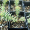 Rhodiola (Rhodiola rosea), packet of 100 seeds - Image 7