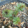 Rhodiola (Rhodiola rosea) potted plant, organic - Image 7
