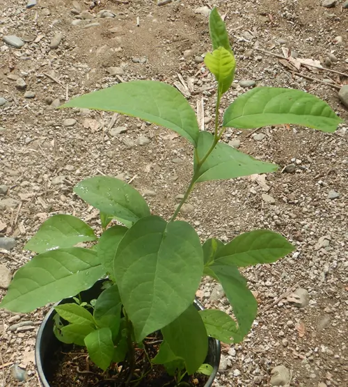 Spice Bush (Lindera benzoin) bush in 9-inch-deep pot, organic