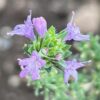Thyme, Spiked (Thymbra spicata), potted plant, organic - Image 5