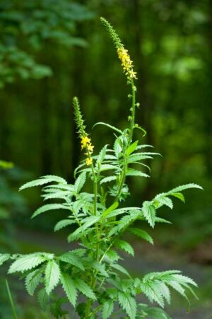 Agrimonia procera plant