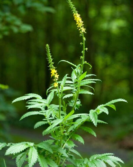 Agrimonia procera plant