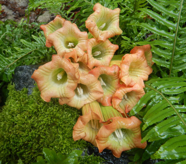 Angel Trumpet Tree (Brugmansia sanguinea) potted plant in a 9 inch deep pot, organic - Image 4