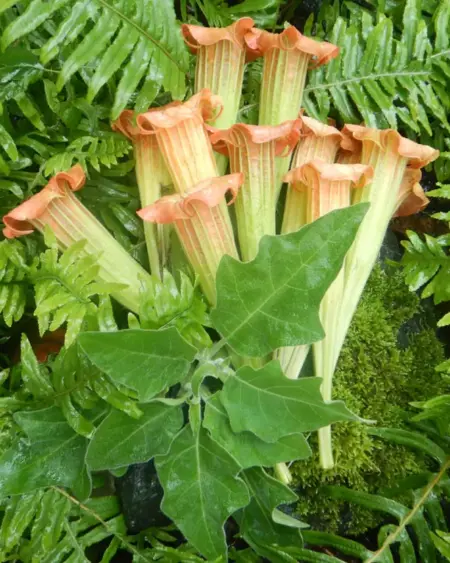 Angel Trumpet Tree (Brugmansia sanguinea) packet of 5 seeds