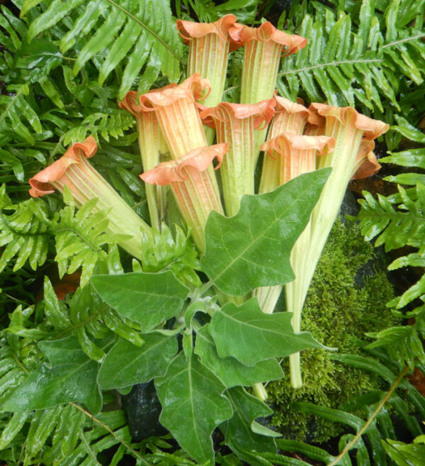 Angel Trumpet Tree (Brugmansia sanguinea) potted plant in a 9 inch deep pot, organic