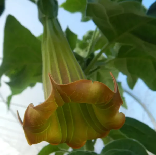 Angel Trumpet Tree (Brugmansia sanguinea) potted plant in a 9 inch deep pot, organic - Image 3