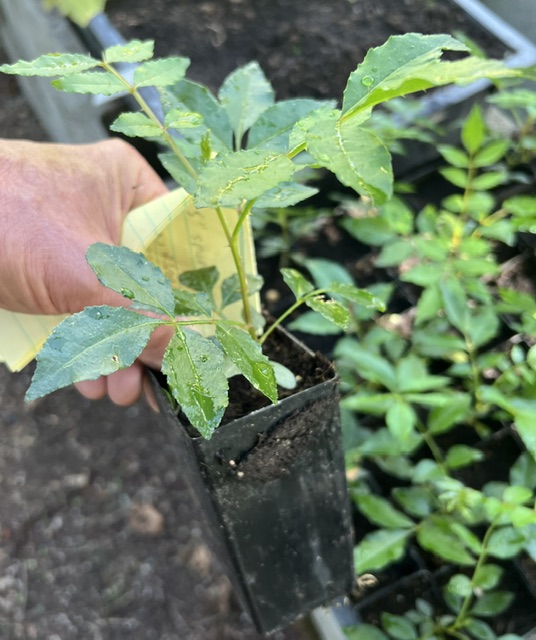 Szechuan Pepper (Zanthoxylum simulans), shrub in 5" deep pot, organic