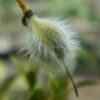 Chaparral (Larrea tridentata), potted plant, organic - Image 2