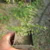 Chaparral (Larrea tridentata), potted plant, organic