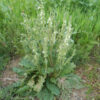 Sage, Pannonian (Salvia austriaca) potted plant, organic - Image 5