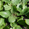 Sage, Pannonian (Salvia austriaca) potted plant, organic - Image 4