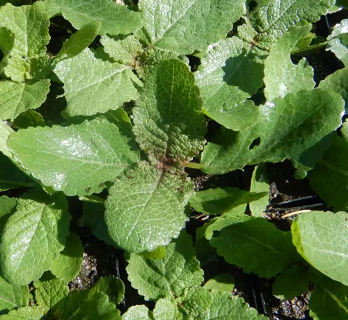 Sage, Pannonian (Salvia austriaca) potted plant, organic - Image 4