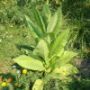 Tobacco, Walker's (Nicotiana tabacum), packet of 100 seeds, organic - Image 2