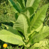 Tobacco, Walker's (Nicotiana tabacum), packet of 100 seeds, organic - Image 3