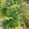 Tobacco, Walker's (Nicotiana tabacum), packet of 100 seeds, organic
