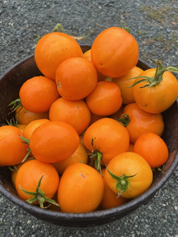 Tomato, Mandarin (Lycopersicon esculentum) packet of 20 seeds, organic - Image 4